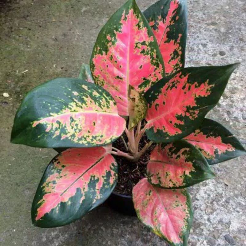 aglonema khocin / aglonema khocin