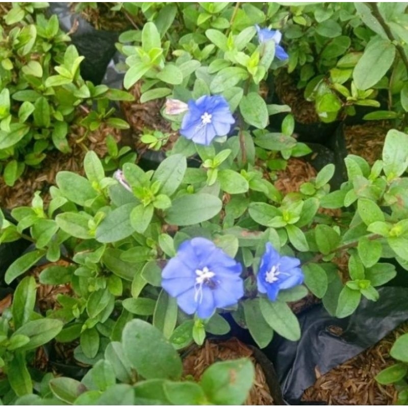 tanaman hias blue eyes/ air mata biru