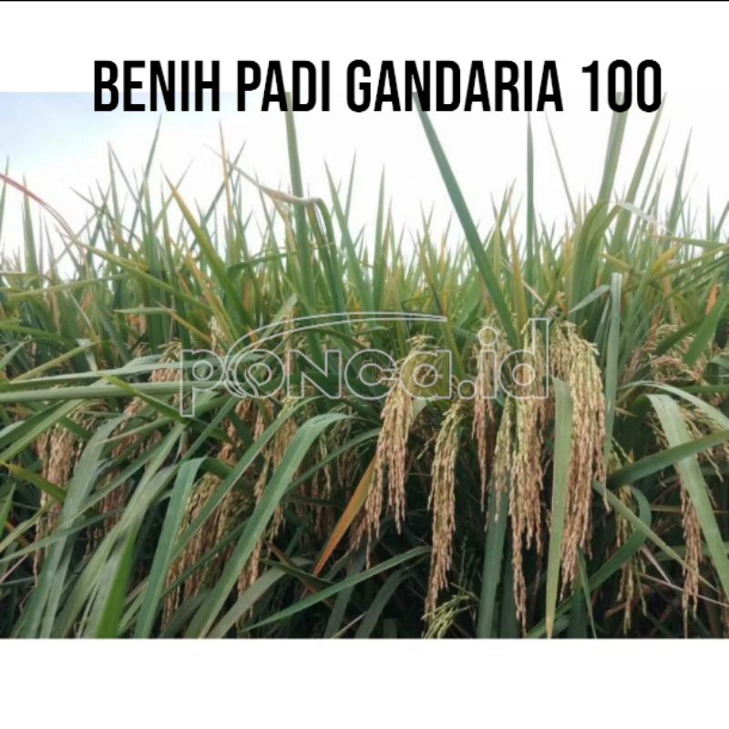 benih padi g100 gandaria 100 kemasan 5kg