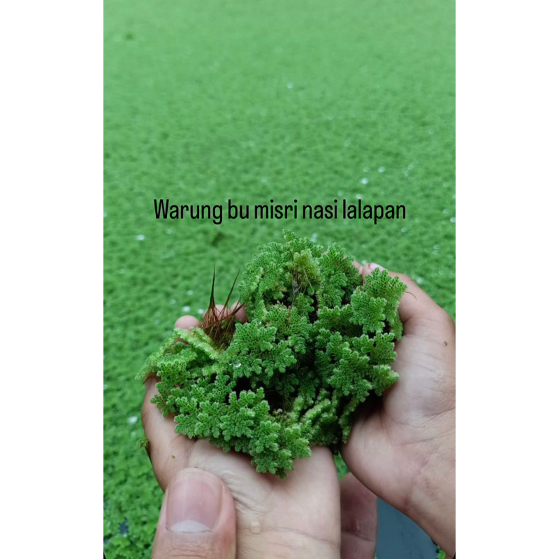 Azolla 1 kg pakan Ternak – Alternatif Hemat untuk Ikan, Bebek, Ayam, Lele