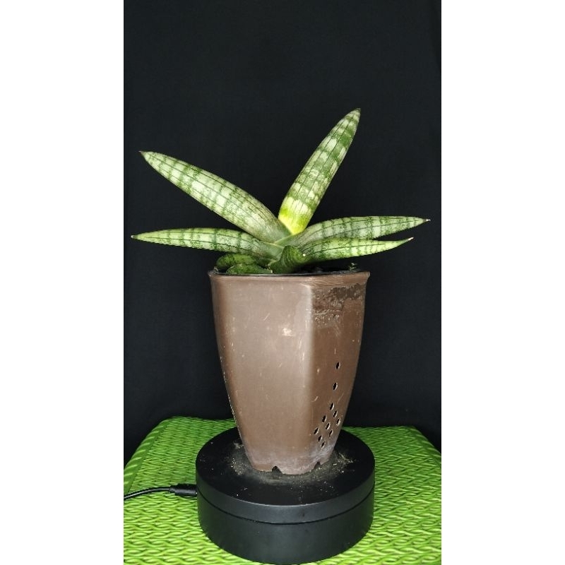 sensivera hybrid boncel platinum cross