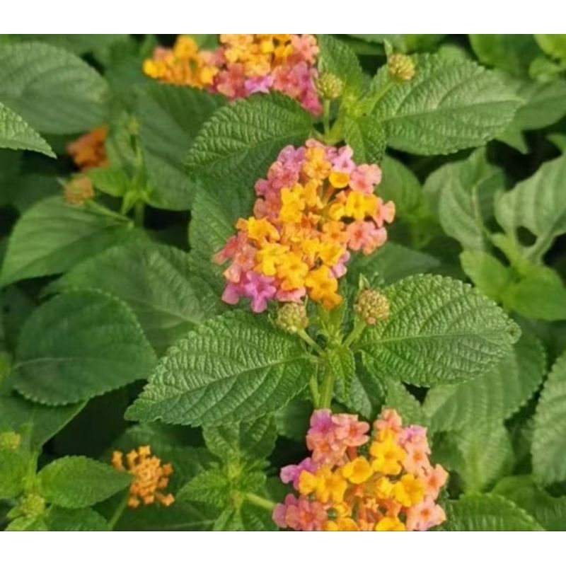 

Daun tembelekan segar daun lantana Camara segar 1 kg