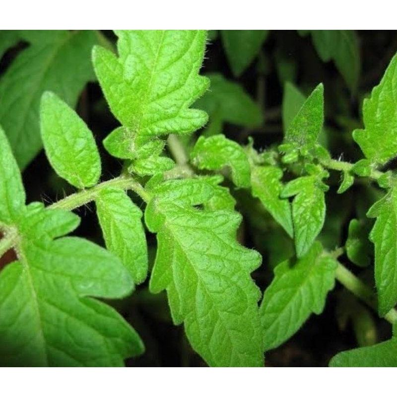 

Daun tomat segar petik langsung 250 gram