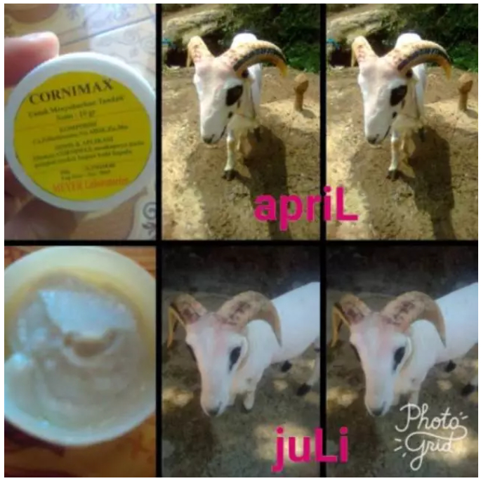 Minyak tanduk domba - Cornimax Salep ORI Meyer Obat Penyubur Penumbuh Tanduk Domba Garut