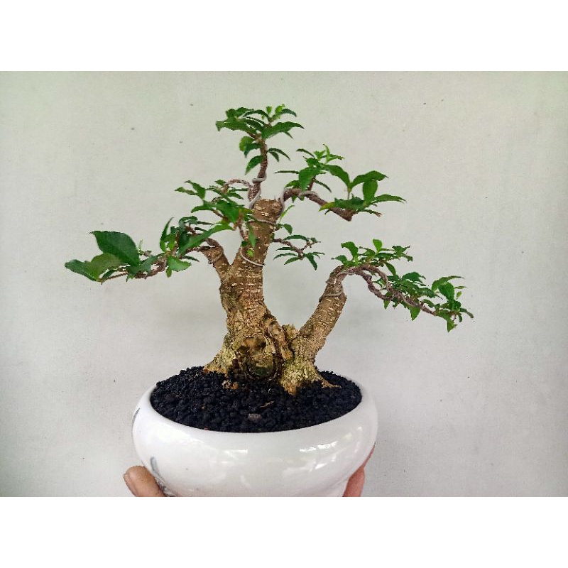 bonsai sakura mikro bonggol besar dan montok prospek mantap realpict (sesuai foto)