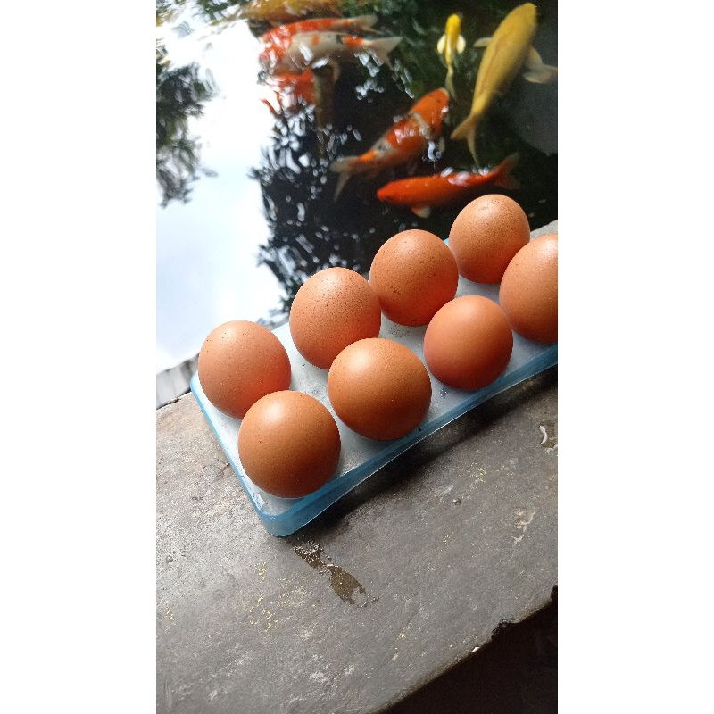 

Telur Ayam Layer 6 butir, hasil perkawinan/telur Fertil 6 butir.