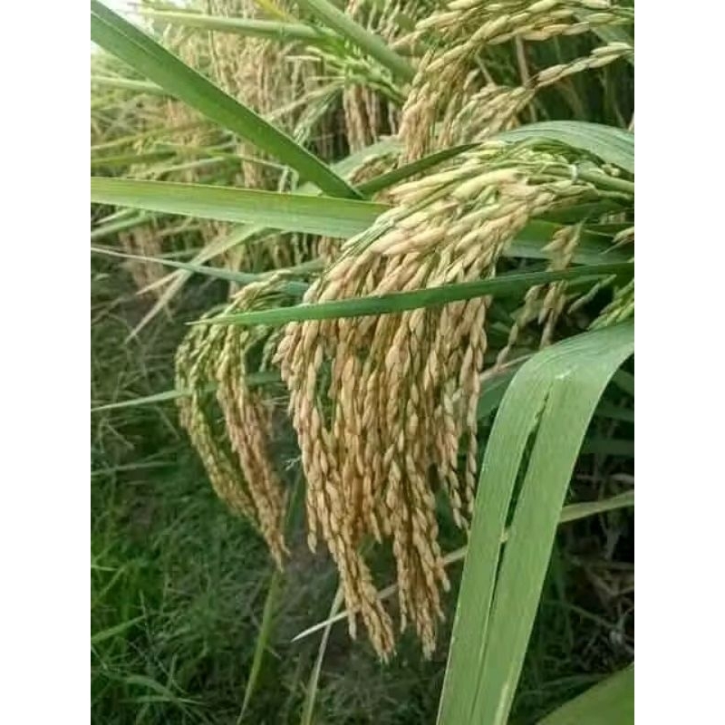 benih padi denok super