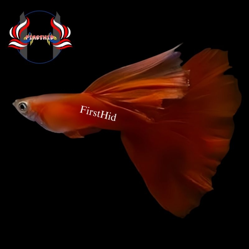 (LANGSUNG DI-KIRIM) Aksesoris Akuarium GUPPY Red Moscow line Ribbon Fin C Long Ear