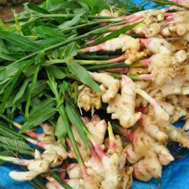 

Promo bibit jahe gajah siap tanam