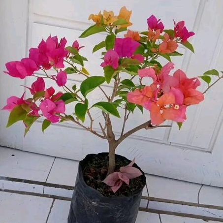 BUGENVIL 2-3 WARNA 2-3 ID SIAP BERBUNGA | BUNGA BOUGENVILLE 2-3 WARNA SUDAH SIAP BERBUNGA