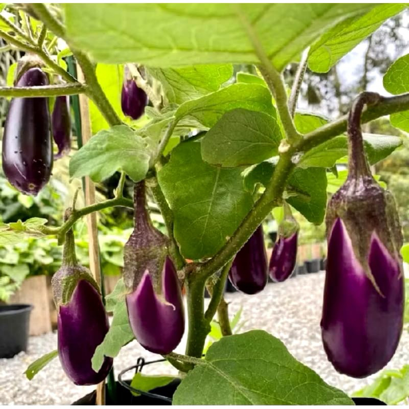 

POHON TERONG SAYUR ( ungu panjang ) POHON TERONG SAYUR