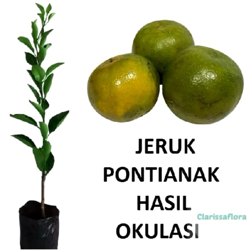 

POHON BUAH JERUK PONTIANAK MANIS HASIL OKULASI CEPET BERBUAH / tanaman buah jeruk