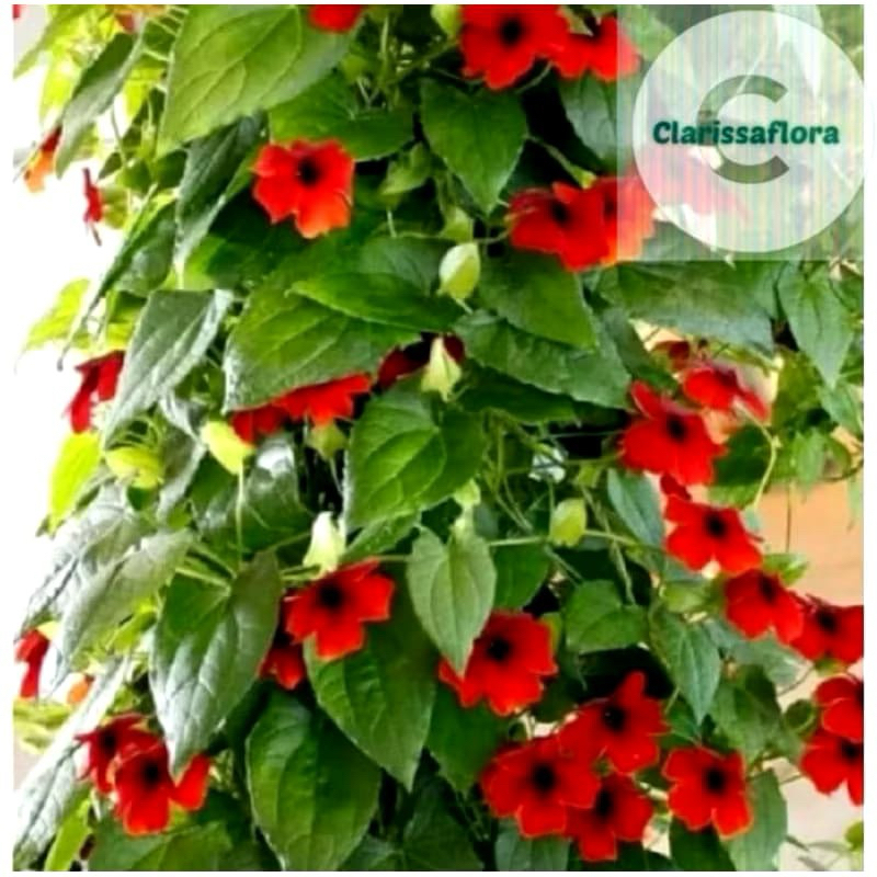 POHON BUNGA TUMBERGIA MERAH / TANAMAN HIAS BUNGA TUMBERGIA