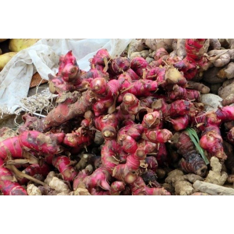 

Jahe merah /ginger /jahe bereum paket irit 500gr