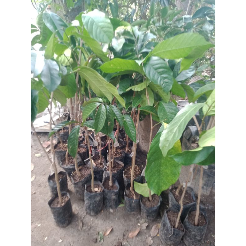 bibit tanaman buah duku thailan tanpa biji - duku longkong