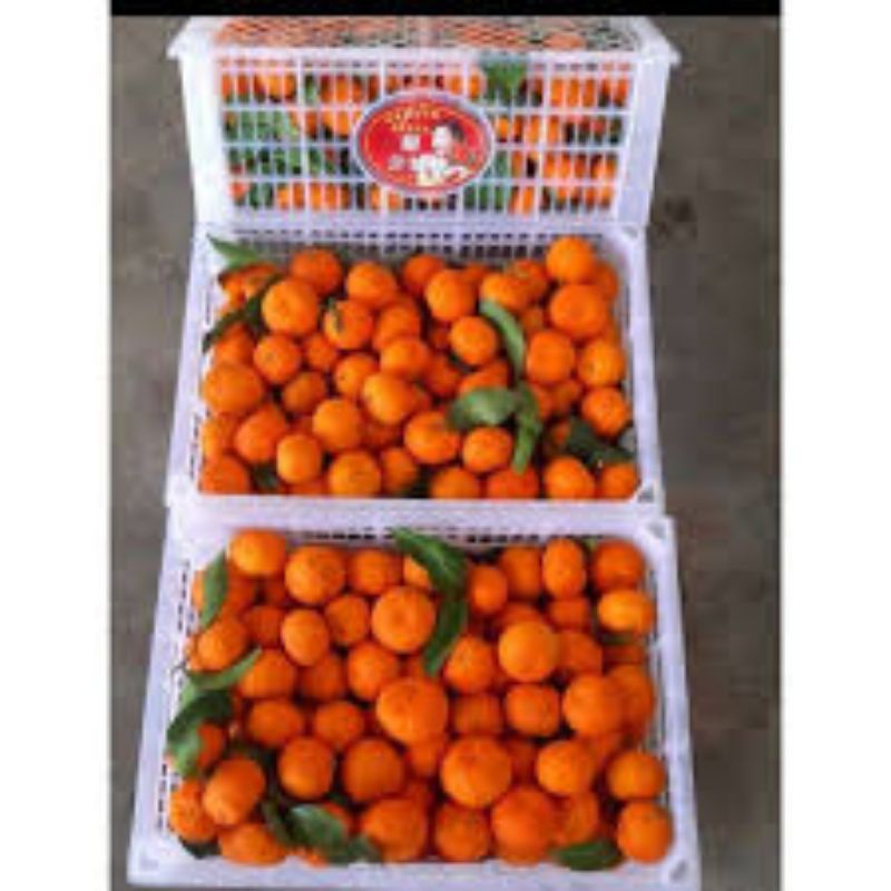 

jeruk mandarin segar