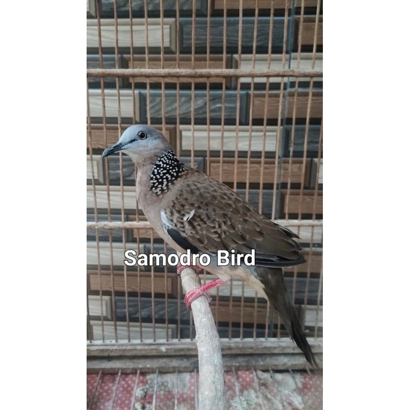 Burung Tekukur Kuk 2 Asli Lokal Alam Suara Gede Kristal