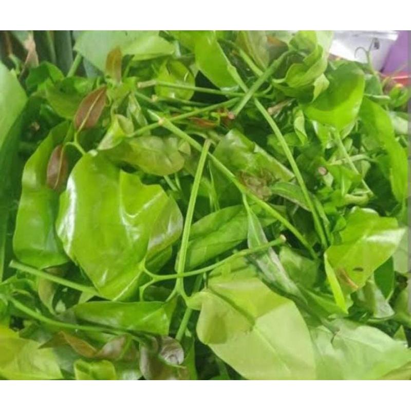 

daun melinjo