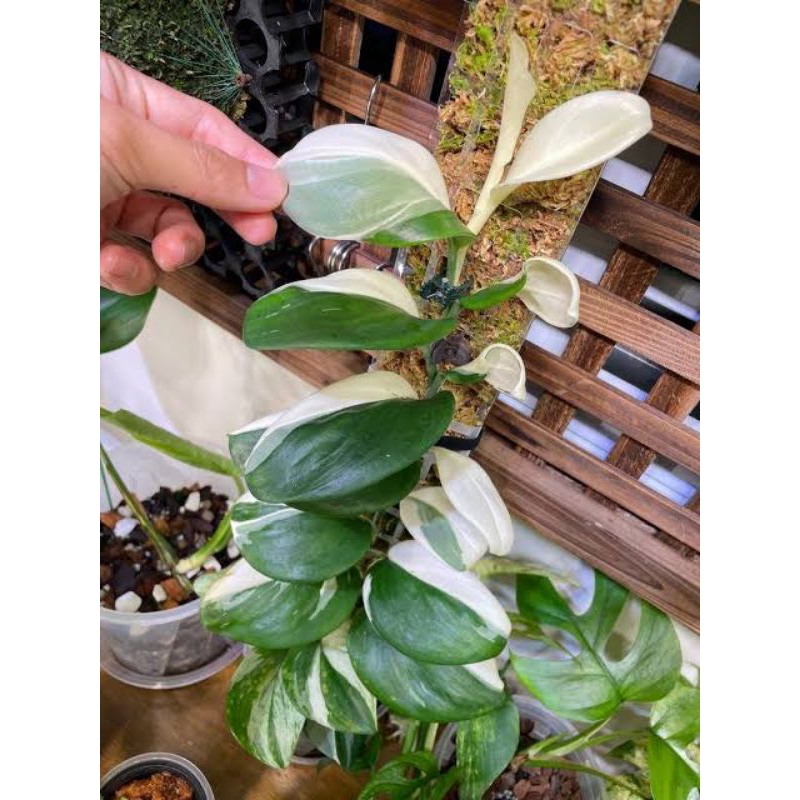 scindapsus truby Moonlight varigata