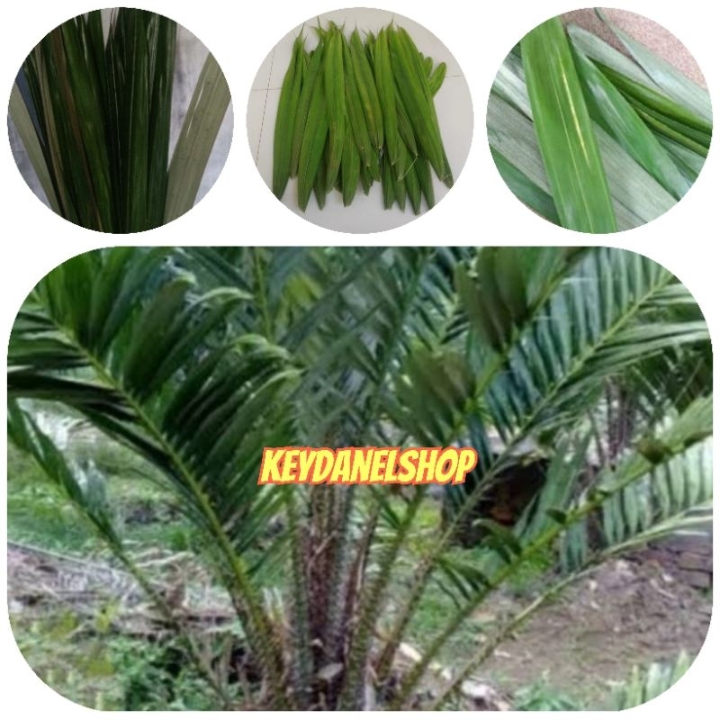 

Daun salak daun buah salak segar 250 gram