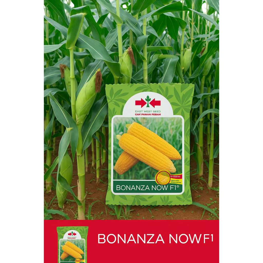 

TERMURAH !!! Benih Jagung Manis Bonanza now F1isi 1800 butir exp jun26