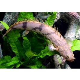 Palmas Endlicheri Hiasan Predator Akuarium