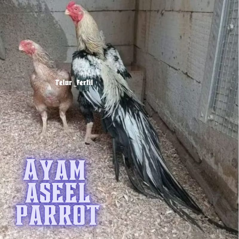 

telur ayam assel Parrot ori bisa untuk di tetaskan