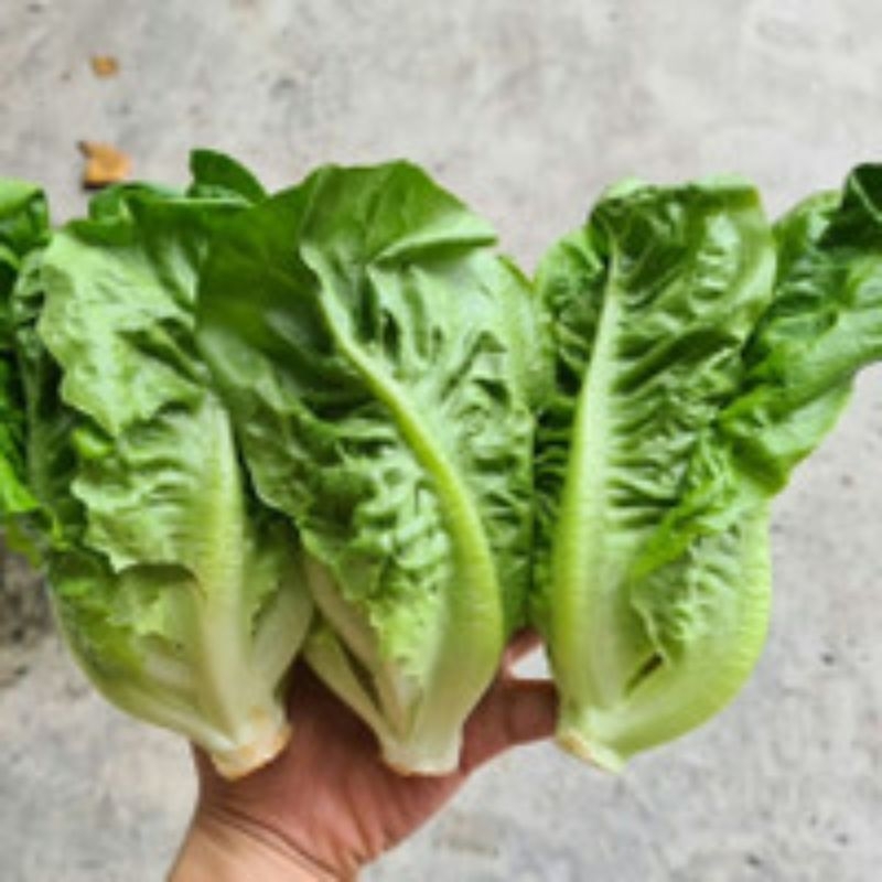 

JYOTI RUMANA BABY 500 GR