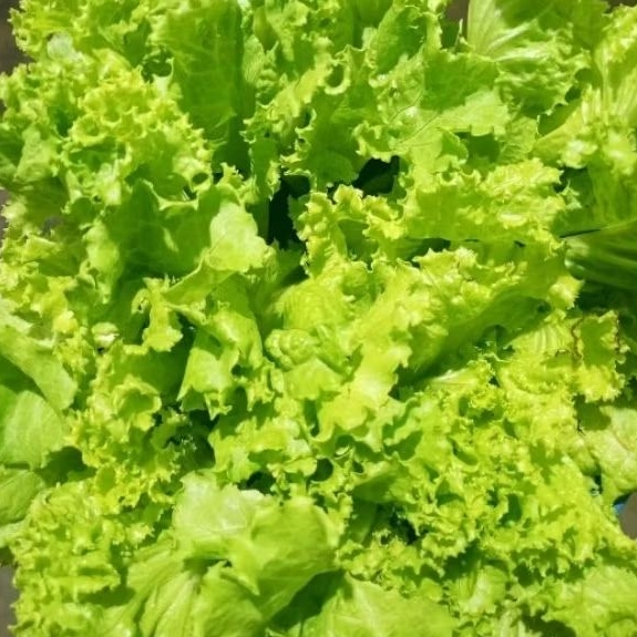 

daun selada keriting / selalu fresh 250