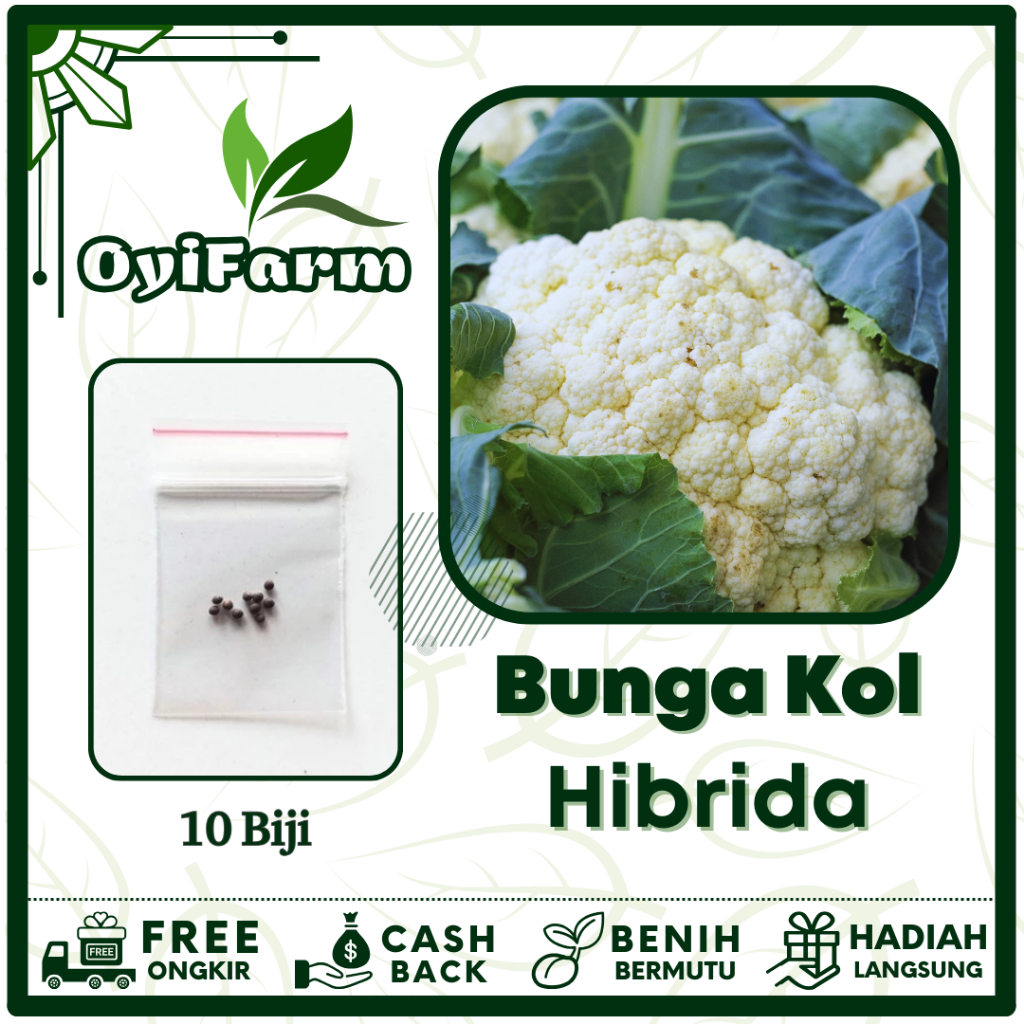 Benih Sayuran Bunga Kol Dataran Rendah/Tinggi - Bibit Sayuran