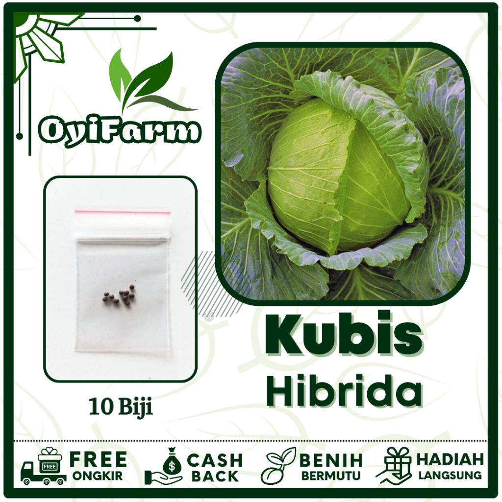 Benih Sayuran Kol Kubis Hijau - Bibit Sayuran