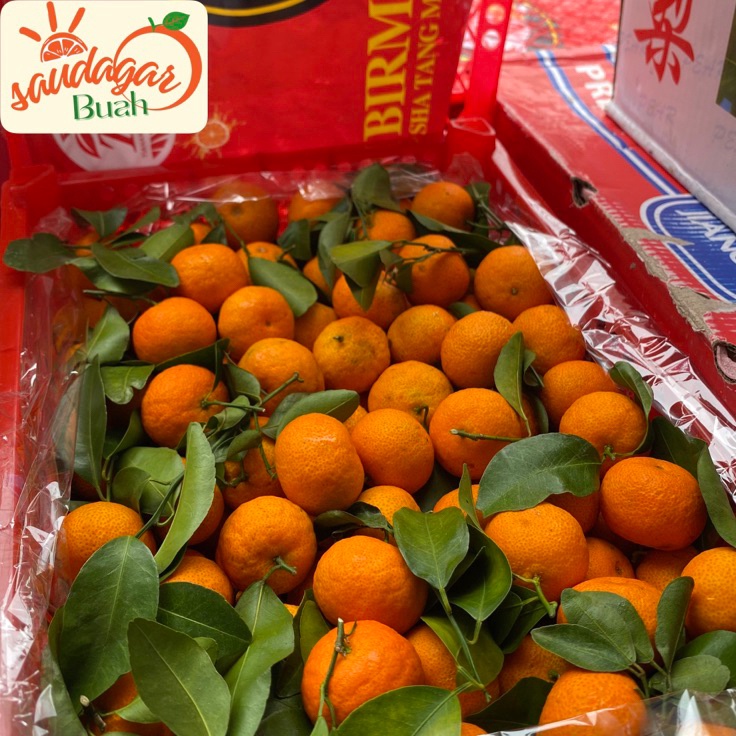 

New BUAH JERUK SANTANG MADU BIRMA MANIS FRESH 5GR