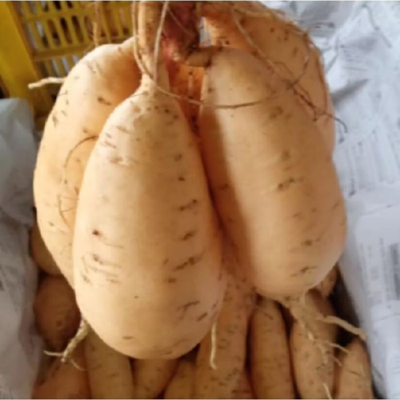 

UBI MADU CILEMBU MENTAH ( dijamin asli )