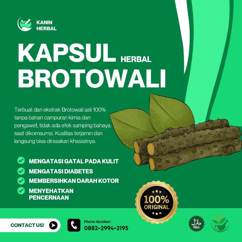 

kapsul herbal Brotowali anti alergi