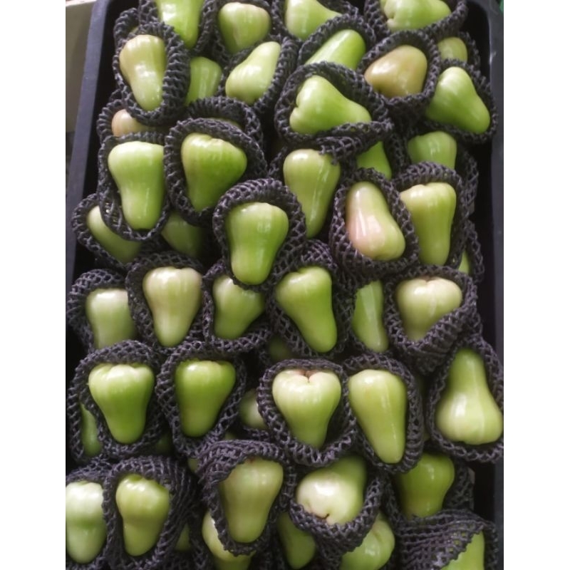 

Jambu Jade Rose | Jambu Air Hijau Manis 1 Kg