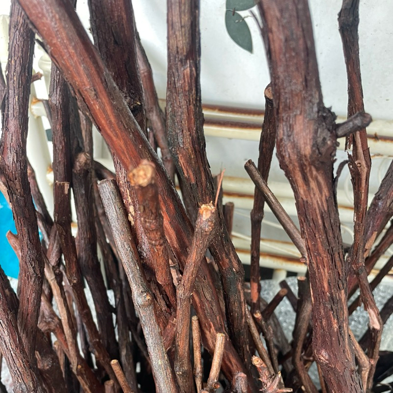 

RS rootstock Anggur