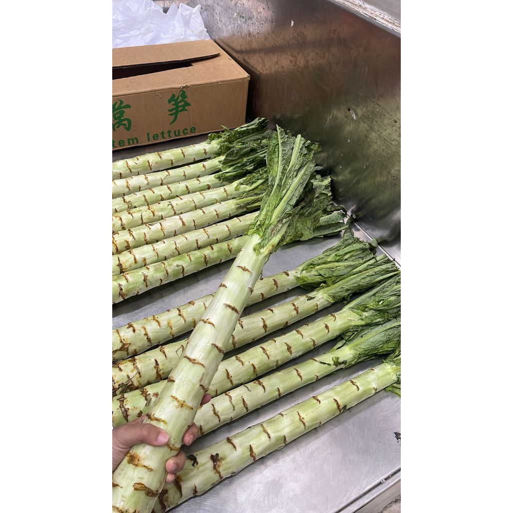 

Sayur Stem Lettuce 1 Dus (10 KG) Fresh Import