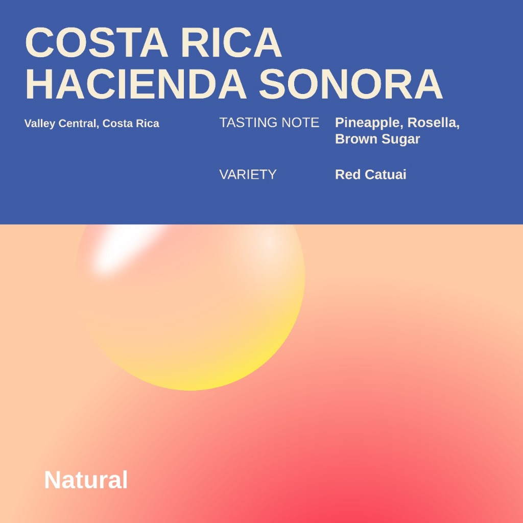 

Costarica Hacienda Sonora - Red Caturai Natural Single Origin Coffee Filter