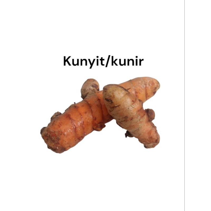 

Kunyit / Kunir Segar