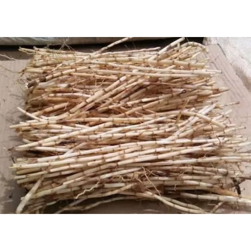 

Akar alang alang segar fresh ilalang/akra alang alang herbal 500 grm