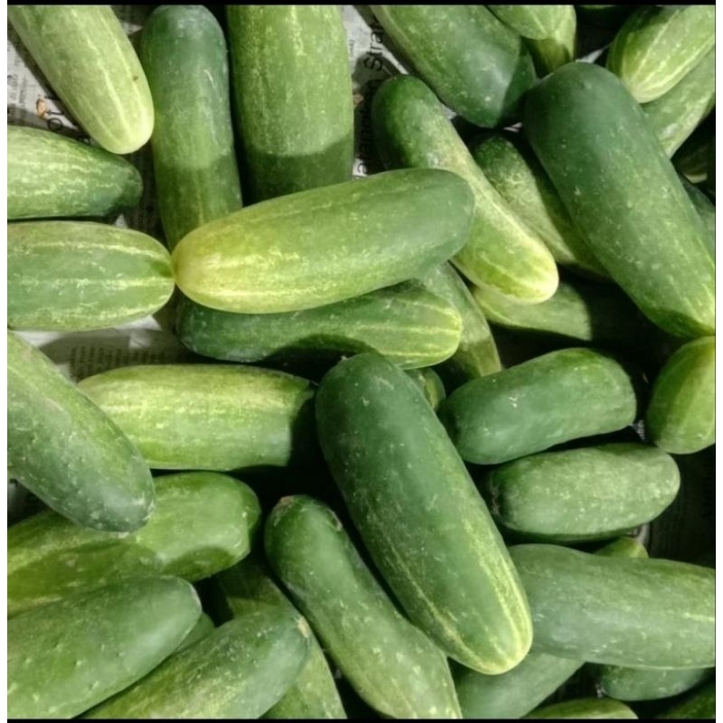 

timun 1 kg rujak mkn enak segar