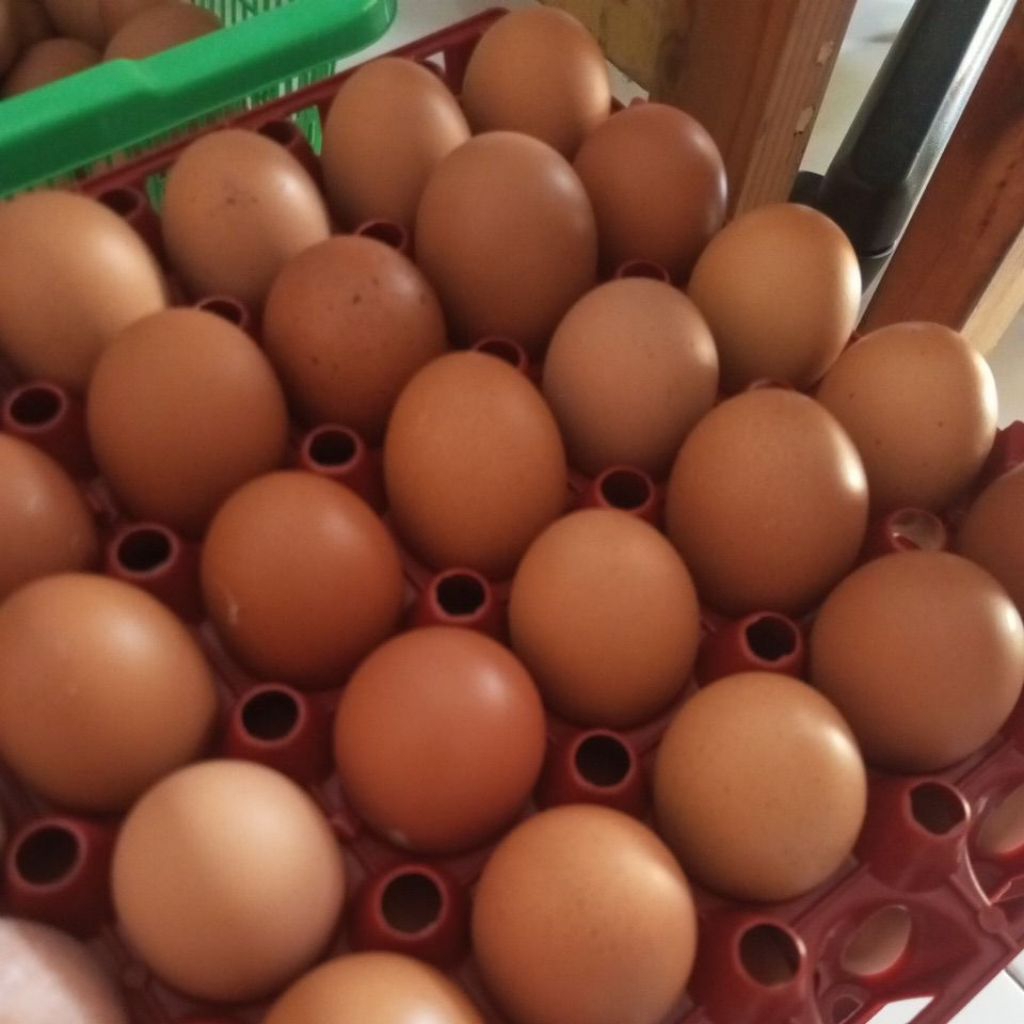 

Telor Ayam Omega-3 1 kg