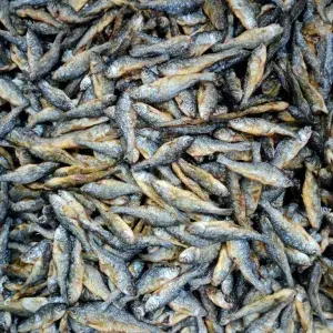 

ikan bili
