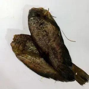 

ikan asin sepat besar