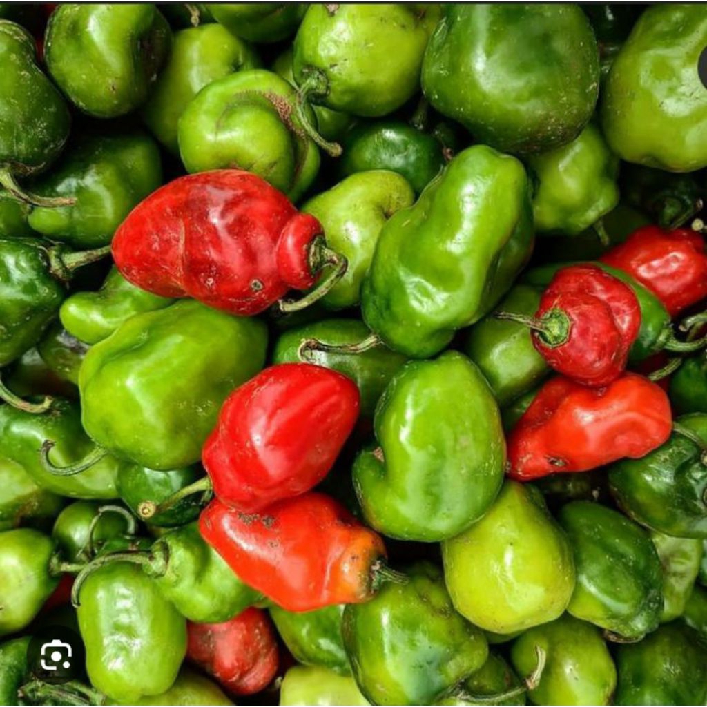 

Cabai Gendhot 500 gram Asli Dieng