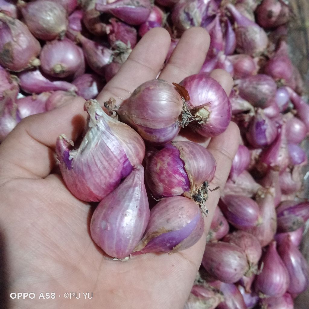 

Bawang merah Nganjuk 1 kg