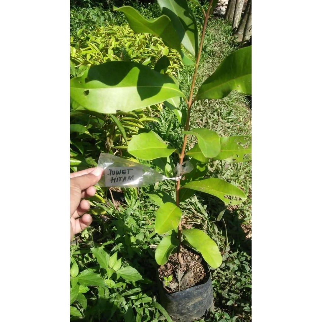 bibit buah juwet atau jamblang