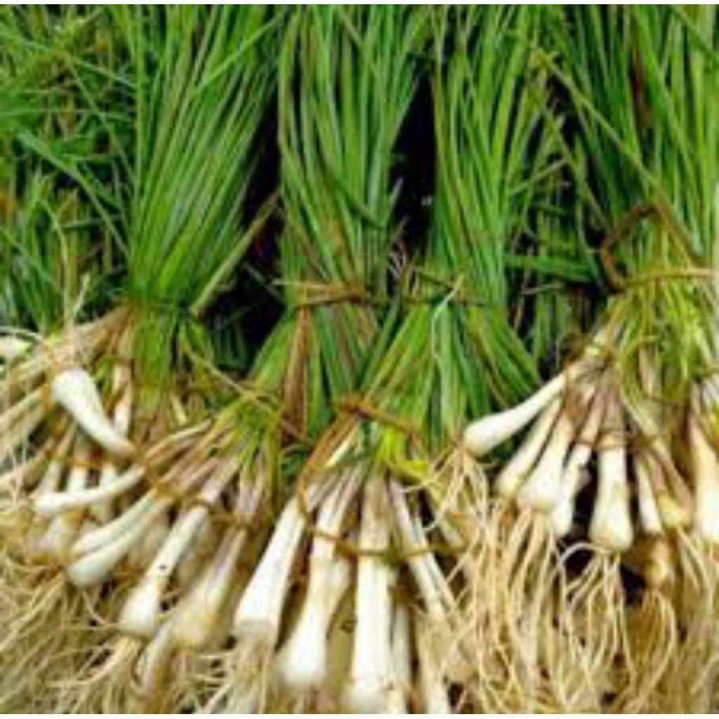 

BAWANG LOKIO / BAWANG BATAK SAYURAN SEGAR BAWANG LENGKIO / KUCAI MASIH FRESH BARU DIPANEN