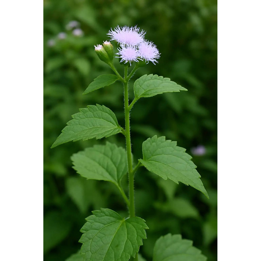 

daun kriyuh balakacida 250g segar
