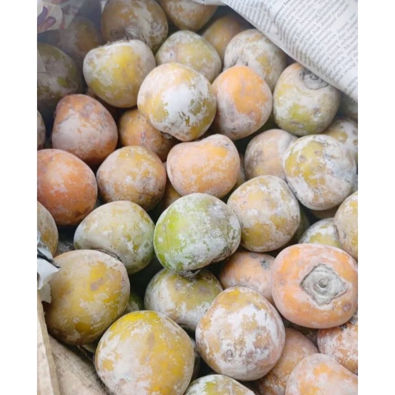

buah kesemek manis 1kg